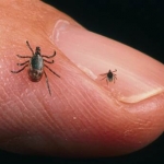image-591294-thumbs_090513-ticks-hmed-12p_grid-6x2.jpg